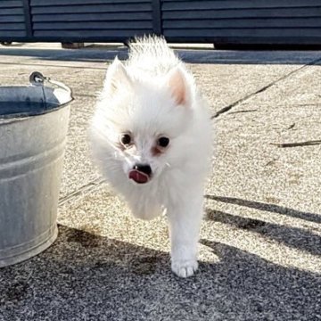 日本スピッツ【静岡県・女の子・2025年9月19日・ホワイト】の写真「ぬいぐるみのような可愛い女の子❤️」