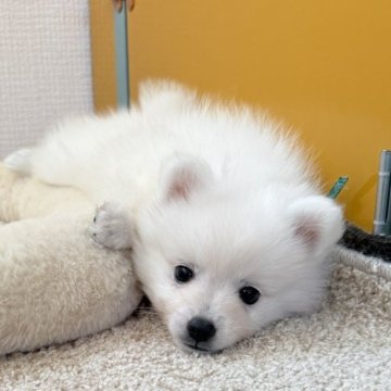 日本スピッツ【静岡県・男の子・2025年10月12日・ホワイト】の写真「挟まるのがだーい好きな男の子👑」