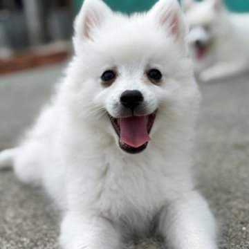 日本スピッツ【静岡県・男の子・2025年3月13日・ホワイト】の写真「優しくて可愛いお顔の男の子🐶✨」