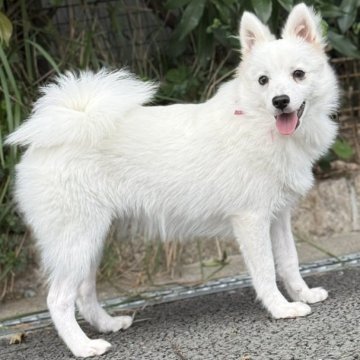 日本スピッツ【静岡県・女の子・2025年5月20日・ホワイト】の写真「可愛いポーズを沢山見せてくれますよ💕」