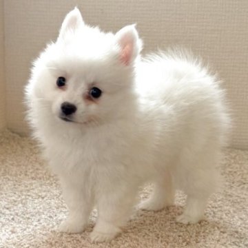 日本スピッツ【静岡県・女の子・2025年9月19日・ホワイト】の写真「ぬいぐるみのような可愛い女の子❤️」