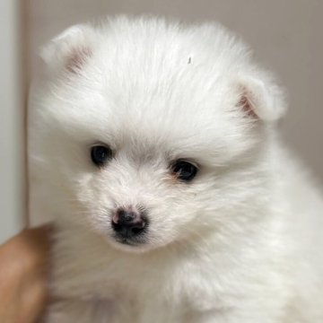 日本スピッツ【静岡県・女の子・2025年5月5日・ホワイト】の写真「可愛いお顔の女の子🎀」