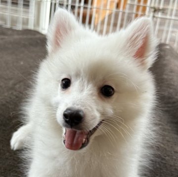 日本スピッツ【静岡県・女の子・2025年9月16日・ホワイト】の写真「何でも興味津々やんちゃ姫🎀」