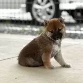柴犬(標準サイズ)【静岡県・女の子・2025年3月2日・赤】の写真1