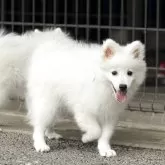 日本スピッツ【静岡県・男の子・2025年2月20日・ホワイト】の写真1「とっても人懐こく、抱っこされると大人しくなってしまう一面も🤭💕只今3.6kgになりました!!」