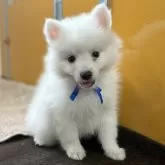 日本スピッツ【静岡県・男の子・2025年9月16日・ホワイト】の写真1「1.5kgになりました!!愛らしく成長中✨」