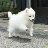 日本スピッツ