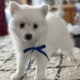 日本スピッツ【静岡県・男の子・2025年5月20日・ホワイト】の写真7