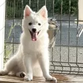 日本スピッツ【静岡県・女の子・2025年5月17日・ホワイト】の写真11