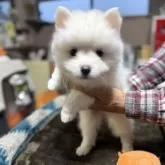 日本スピッツ【静岡県・男の子・2025年9月19日・ホワイト】の写真3