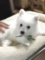 日本スピッツ【静岡県・男の子・2025年2月20日・ホワイト】の写真5