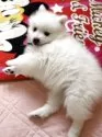 日本スピッツ【静岡県・男の子・2025年2月20日・ホワイト】の写真6
