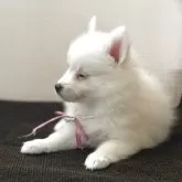 日本スピッツ【静岡県・女の子・2025年5月17日・ホワイト】の写真3