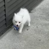 日本スピッツ【静岡県・男の子・2025年5月20日・ホワイト】の写真6