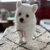 日本スピッツ【静岡県・女の子・2025年5月17日・ホワイト】の写真2