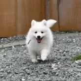 日本スピッツ【静岡県・男の子・2025年2月20日・ホワイト】の写真8