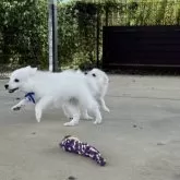 日本スピッツ【静岡県・男の子・2025年5月20日・ホワイト】の写真4