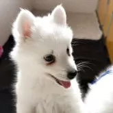 日本スピッツ【静岡県・男の子・2025年9月9日・ホワイト】の写真8