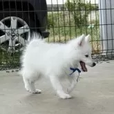 日本スピッツ【静岡県・男の子・2025年5月20日・ホワイト】の写真2