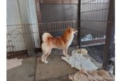 柴犬(標準サイズ)【・女の子・2022年7月25日・赤色】