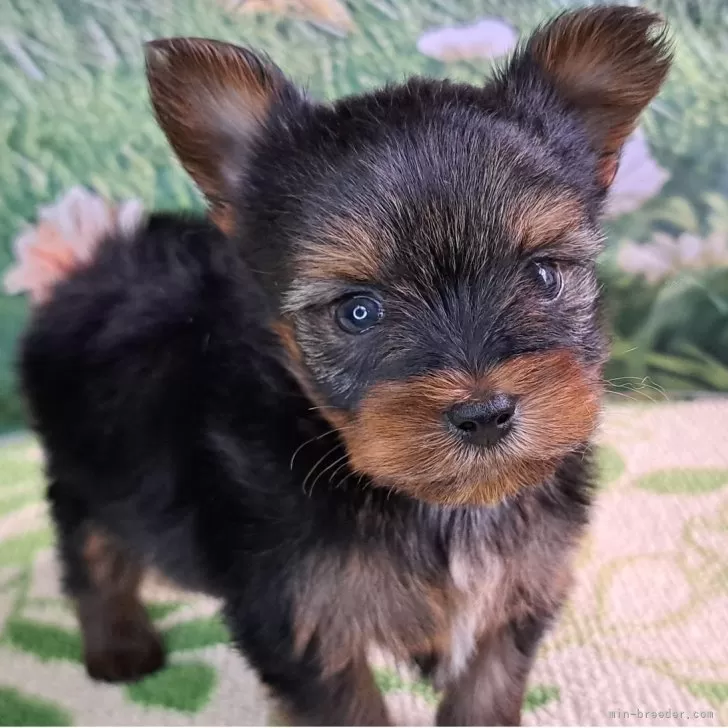 ID：2509-07290の子犬