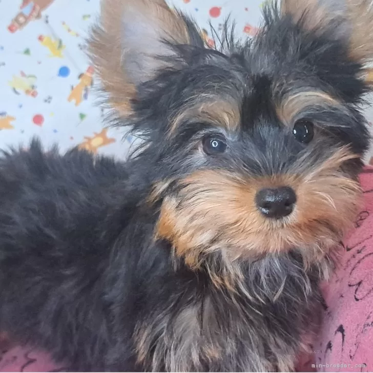 ID:2506-00328の子犬