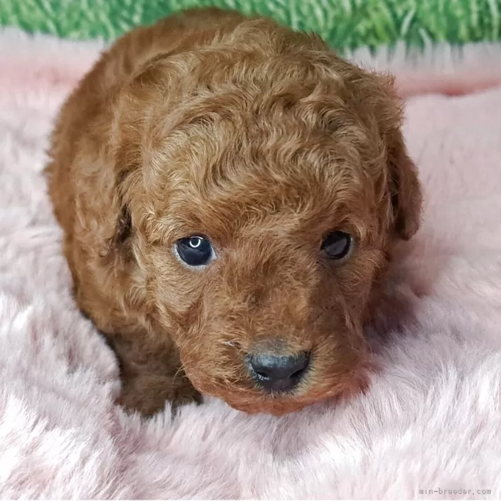 愛知県　K .N 様のお迎えした子犬