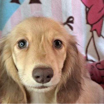 ミニチュアダックスフンド(ロング)【愛知県・男の子・2025年7月17日・シェーデッドイエロー】の写真「おっとり顔の好奇心旺盛な元気な男の子です🥰」