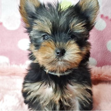 ヨークシャーテリア【愛知県・女の子・2025年9月9日・スチールブルー&タン】の写真「はるちゃんママの可愛いベイビー誕生しました｡」