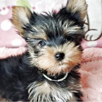 ヨークシャーテリア【愛知県・女の子・2025年9月9日・スチールブルー&タン】の写真「はるちゃんママの可愛いベイビー誕生しました｡」