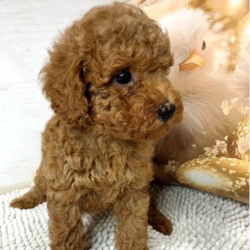 トイプードル(トイ)【愛知県・男の子・2025年8月28日・レッド】の写真「リカちゃんの可愛いひとり息子君です。」