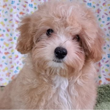 マルプー(マルチーズ×トイプードル)【愛知県・男の子・2025年5月22日・アプリコット】の写真「とっても明るく甘えん坊な可愛い子です🥰」