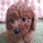 トイプードル(トイ)