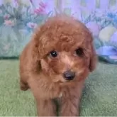 トイプードル(トイ)