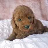 トイプードル(トイ)