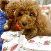 トイプードル(トイ)