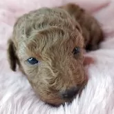 トイプードル(トイ)