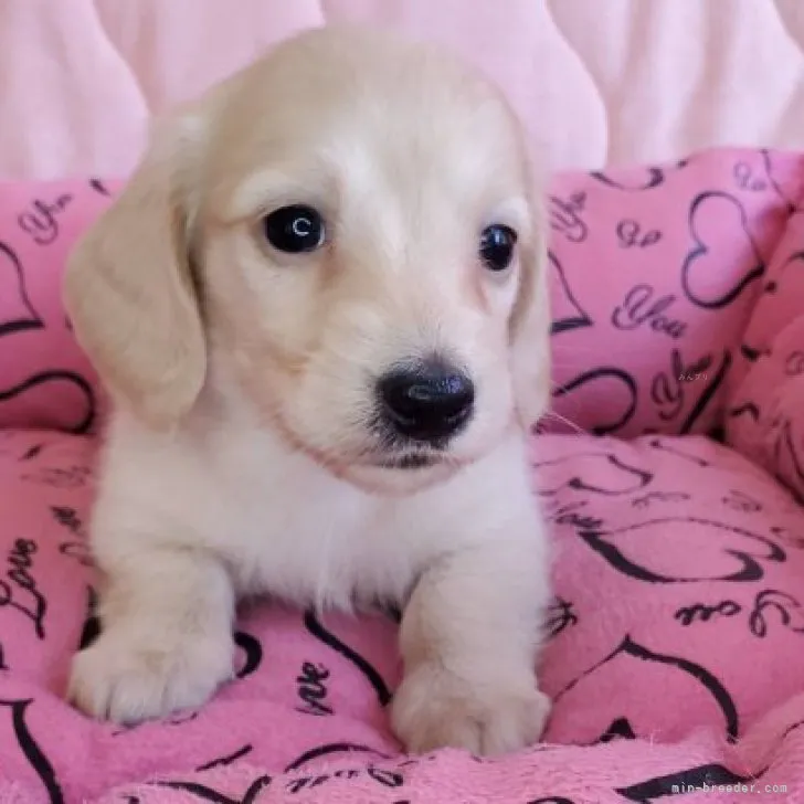 ID:2311-00397の子犬