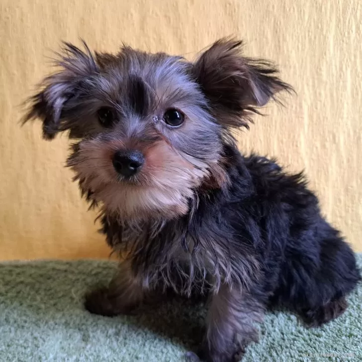 ID：2407-04925の子犬