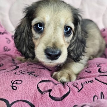 ミニチュアダックスフンド(ロング)【愛知県・女の子・2024年3月11日・レディッシュイエロー】の写真「明るく元気な女の子です。黒い毛色は薄くなってきます」