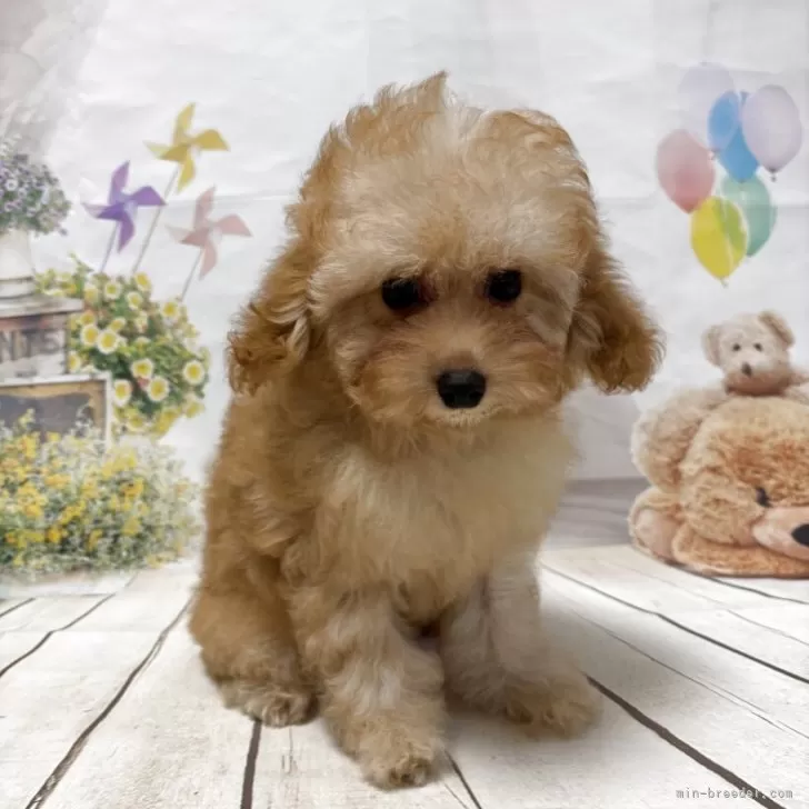 タイニープードル【埼玉県・女の子・2025年6月26日・オレンジフォン(アプリコット)】の写真1「10/17体重 1.35kg 食欲旺盛元気いっぱいです」