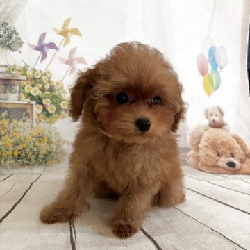 タイニープードル【埼玉県・女の子・2025年6月26日・オレンジフォン】の写真「小ぶりなおてんばさん」