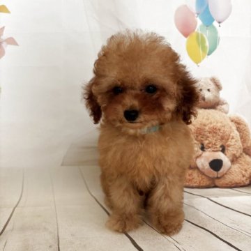 タイニープードル【埼玉県・男の子・2025年6月26日・オレンジフォン】の写真「小さいけど元気いっぱい!」