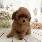 タイニープードル