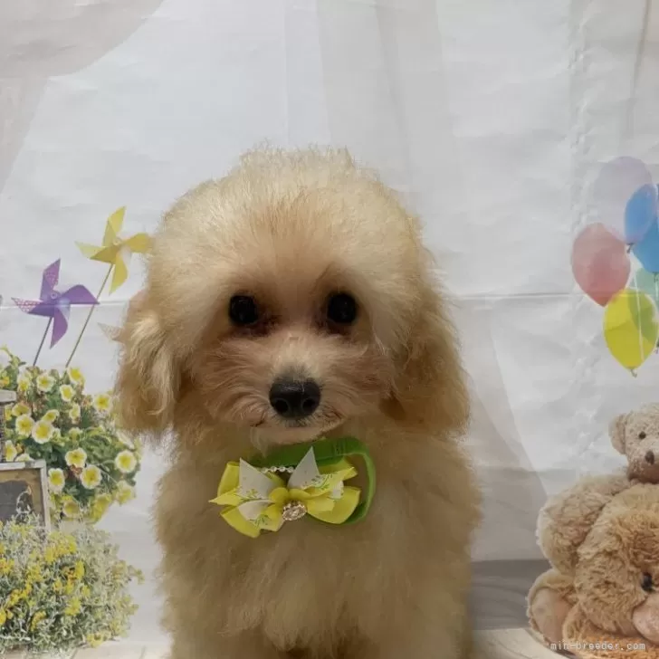 ID:2407-07404の子犬