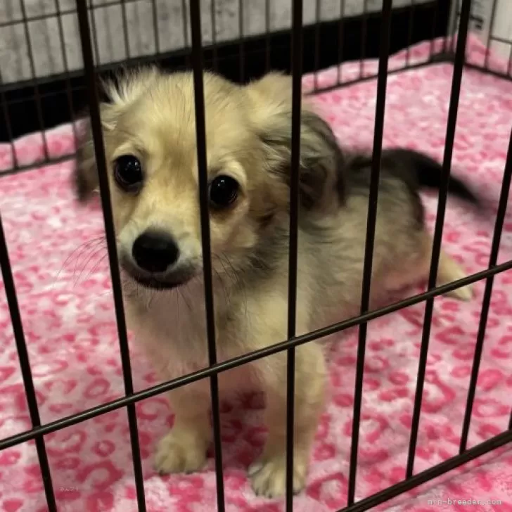 ID:2408-00711の子犬