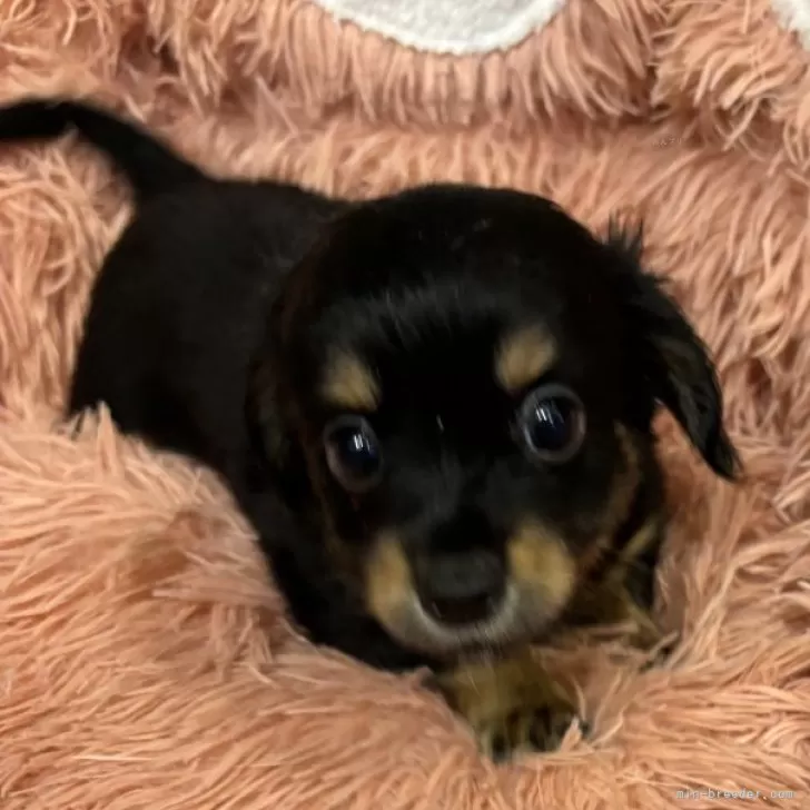 ID:2408-00690の子犬