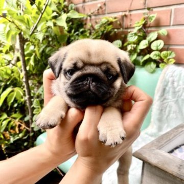 パグ【奈良県・男の子・2023年5月26日・フォーン】の写真「男の子っぽい可愛さもある男の子です。(♡)」