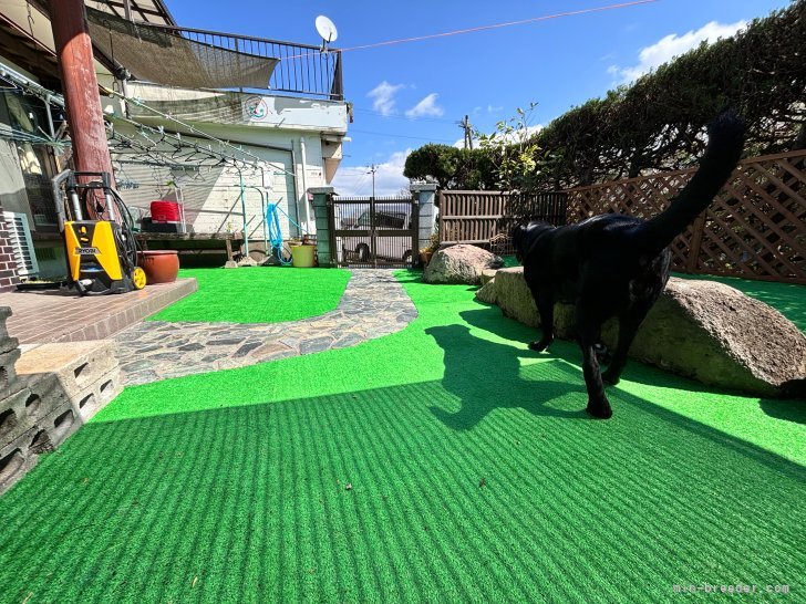 大型犬がのびのび走れるお庭です✨️｜中元　梢(なかもと　こずえ)ブリーダー(宮崎県・バーニーズ・マウンテン・ドッグ)の紹介写真2