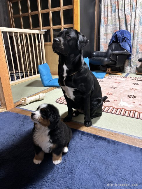家族の一員として生活しています✨️｜中元　梢(なかもと　こずえ)ブリーダー(宮崎県・バーニーズ・マウンテン・ドッグ)の紹介写真4